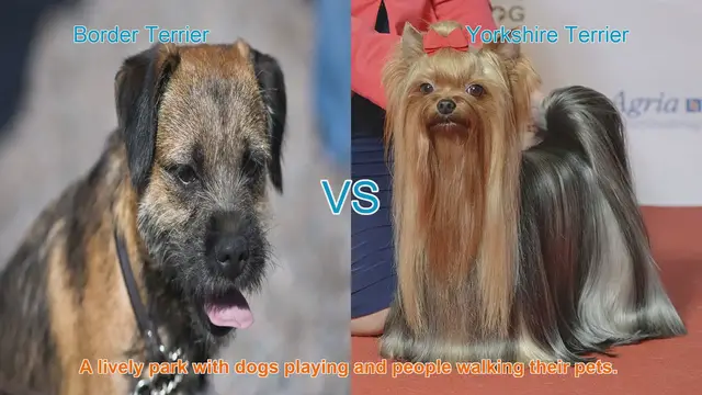 Video thumbnail for Border Terrier vs. Yorkshire Terrier: A Comparison of Beloved Dog Breeds