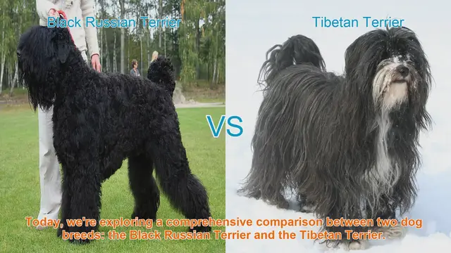 Video thumbnail for Comparing Black Russian Terrier and Tibetan Terrier: A Comprehensive Guide
