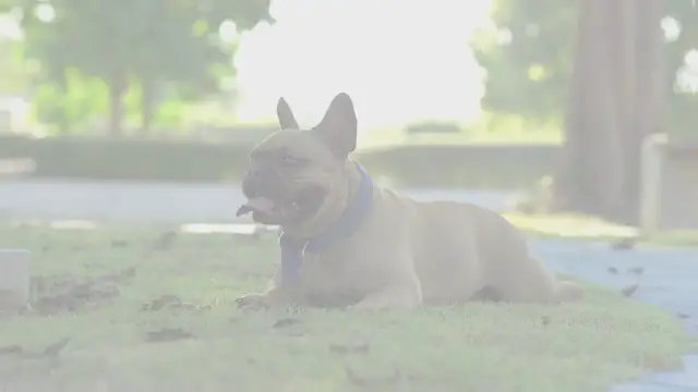 'Video thumbnail for French Bulldog Periods'