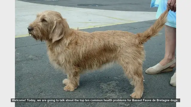 Video thumbnail for Top 10 Common Health Problems in Basset Fauve de Bretagne Dogs