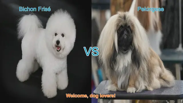 Video thumbnail for Bichon Frisé vs. Pekingese: A Comprehensive Comparison