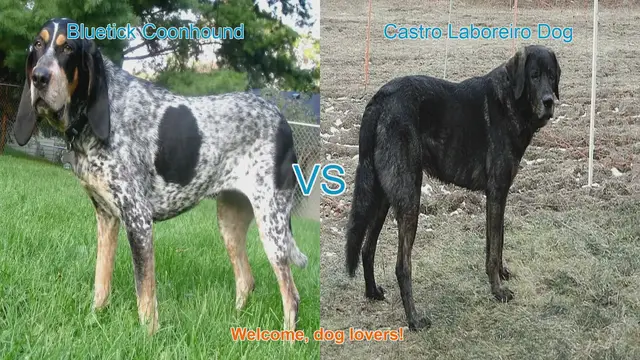 Video thumbnail for Comparing Bluetick Coonhound and Castro Laboreiro Dog: Origins, Physical Traits, and Temperament