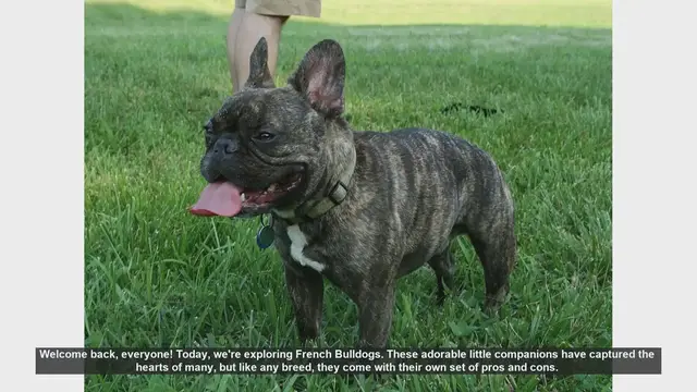 Video thumbnail for French Bulldogs: Pros and Cons of This Adorable Breed