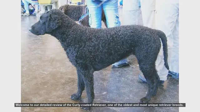 Video thumbnail for Curly-coated Retriever: The Ultimate Guide to This Unique Breed
