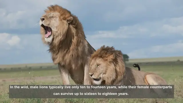 Video thumbnail for 10 Reasons Male Lions Live Shorter Lives Than Females