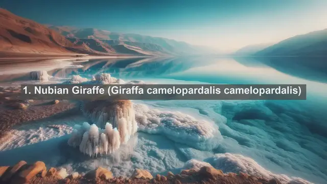 Video thumbnail for Exploring Sudan's Wildlife Wonders: Top 10 Native Fauna