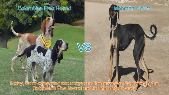 Video thumbnail for Colombian Fino Hound vs. Mahratta Hound: A Comparative Guide