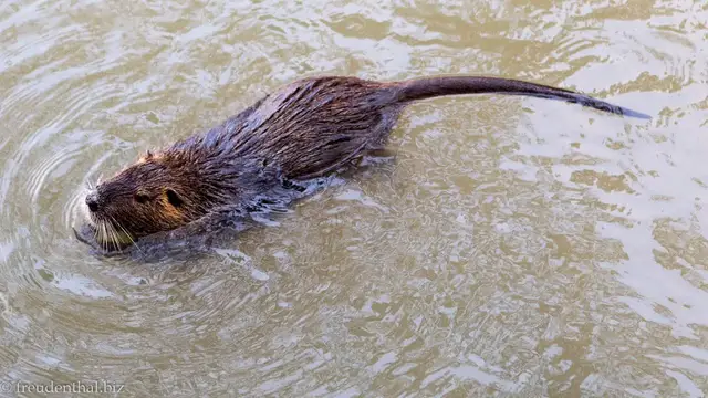 Video thumbnail for Nutria bei Castelnaudary | Canal du Midi
