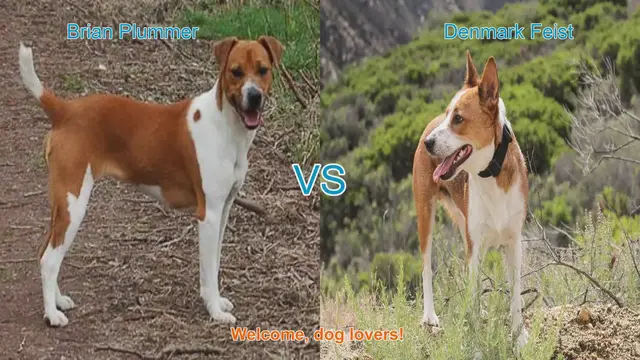 Video thumbnail for Comparing Brian Plummer Terrier and Denmark Feist: A Guide for Dog Lovers