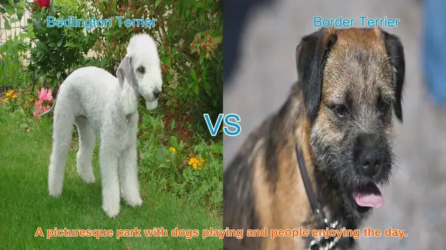 Video thumbnail for Bedlington Terrier vs. Border Terrier: A Comparison of Two Beloved Breeds