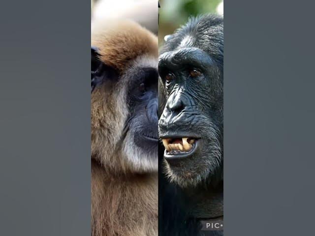 Video thumbnail for Gibbon vs Chimpanzee | @patrickbell7035