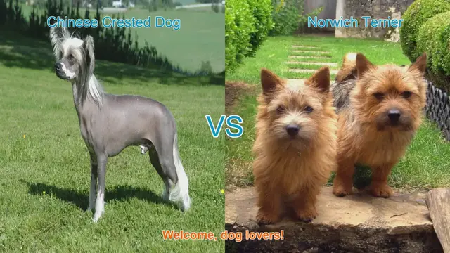 Video thumbnail for Chinese Crested vs. Norwich Terrier: A Comparison of Two Unique Dog Breeds