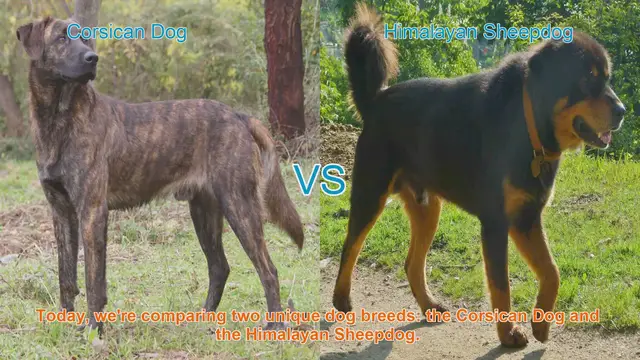 Video thumbnail for Corsican Dog vs. Himalayan Sheepdog: A Comparative Guide