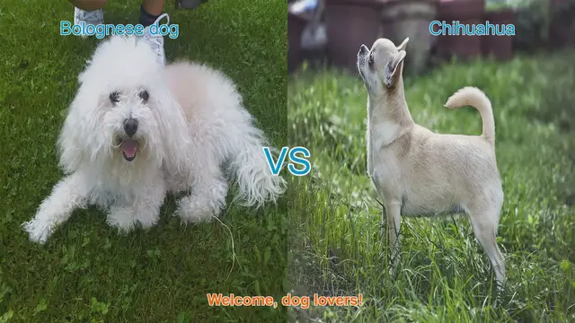 Video thumbnail for Bolognese dog VS Chihuahua