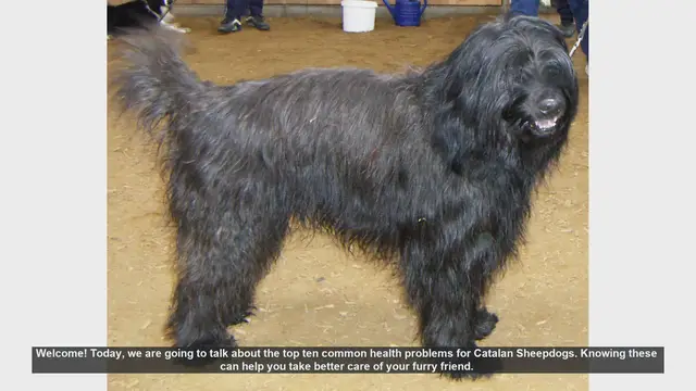 Video thumbnail for Top 10 Common Health Problems in Catalan Sheepdogs