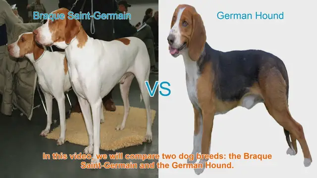 Video thumbnail for Braque Saint-Germain vs. German Hound: A Comparison of Two Dog Breeds