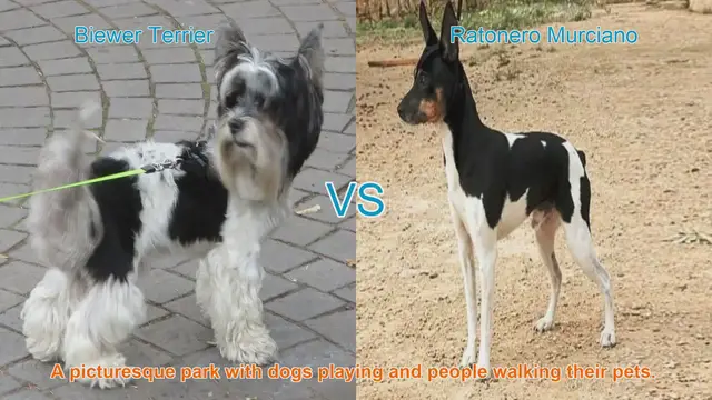 Video thumbnail for Comparing Biewer Terrier and Ratonero Murciano: Origins, Appearance, and Temperament