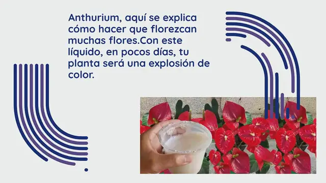 Video thumbnail for Anthurium, con este líquido las flores se multiplicarán en pocos días
