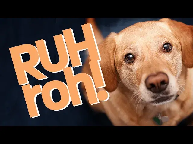 'Video thumbnail for WARNING: Here's Why Dogs Stare At you'