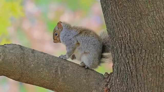 'Video thumbnail for 5 Squirrel Species of Illinois: Identification Guide'