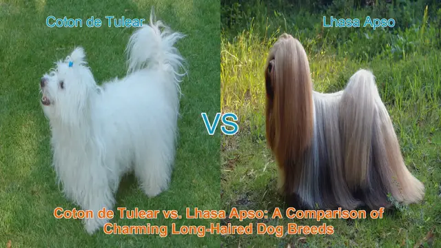 Video thumbnail for Coton de Tulear vs. Lhasa Apso: A Comparison of Charming Long-Haired Dog Breeds