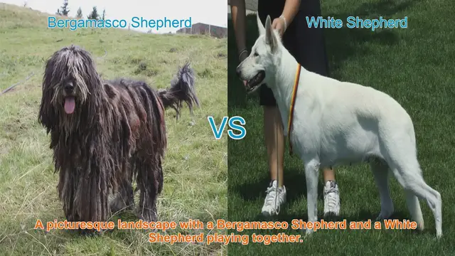 Video thumbnail for Bergamasco Shepherd vs. White Shepherd: A Breed Comparison