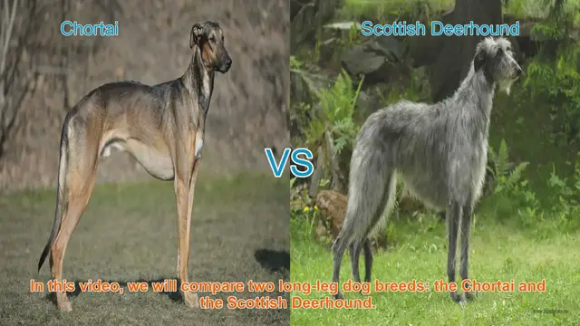Video thumbnail for Chortai vs. Scottish Deerhound: A Comprehensive Breed Comparison