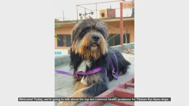 Video thumbnail for Top 10 Common Health Problems in Tibetan Kyi Apso Dogs
