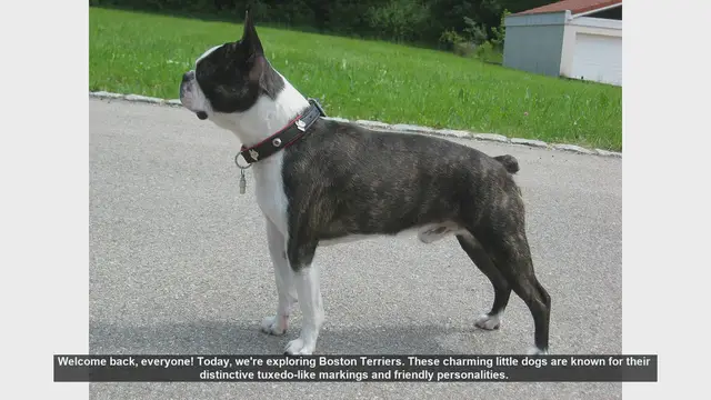 Video thumbnail for Boston Terriers: Pros and Cons of This Charming Breed