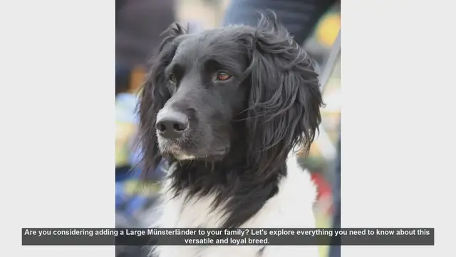 Video thumbnail for Large Münsterländer: The Ultimate Guide for Potential Owners