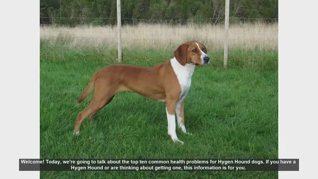 Video thumbnail for Top 10 Common Health Problems in Hygen Hound Dogs
