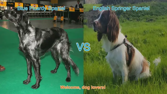 Video thumbnail for Blue Picardy Spaniel vs. English Springer Spaniel: A Comparison