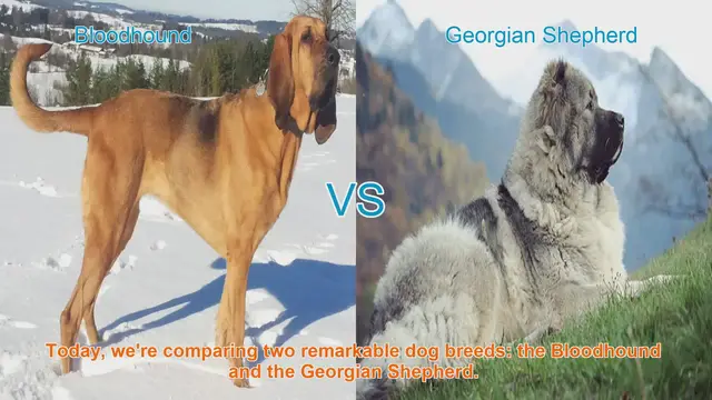 Video thumbnail for Bloodhound vs. Georgian Shepherd: A Comprehensive Comparison