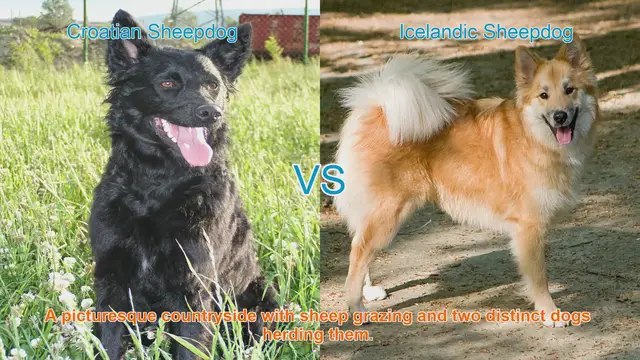 Video thumbnail for Croatian vs. Icelandic Sheepdog: A Comparative Guide
