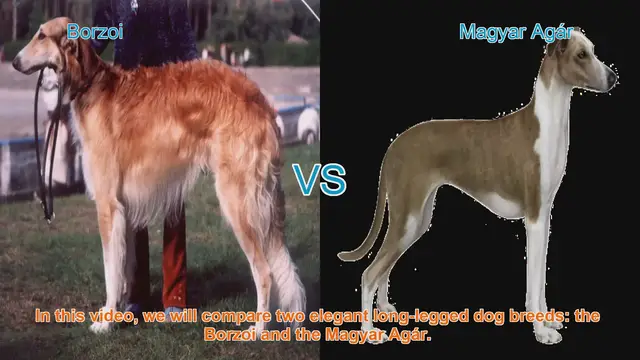 Video thumbnail for Borzoi vs. Magyar Agár: A Comparison of Elegant Long-Legged Dog Breeds