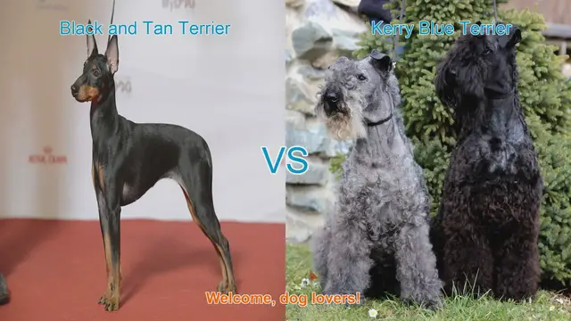 Video thumbnail for Comparing Black and Tan Terrier vs. Kerry Blue Terrier: A Guide for Dog Lovers