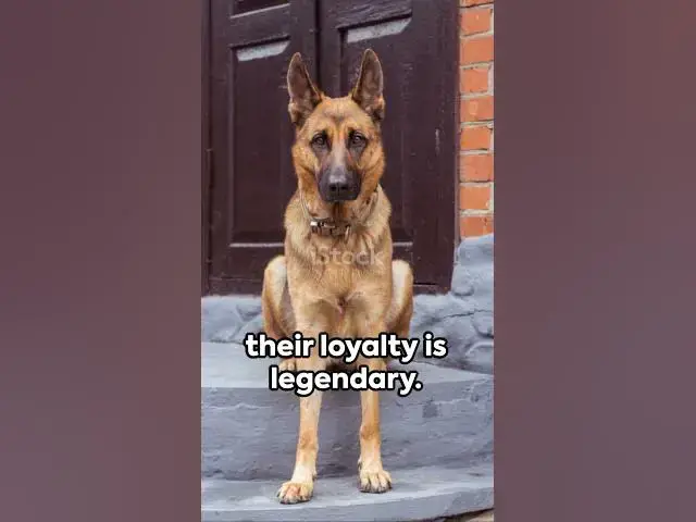 'Video thumbnail for invideo ai 1080 German Shepherds 3 Unleashed Facts 2023 10 10'