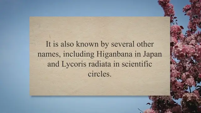 Video thumbnail for The Enigmatic Red Spider Lily: Exploring Its Symbolism and Significance for Gardeners