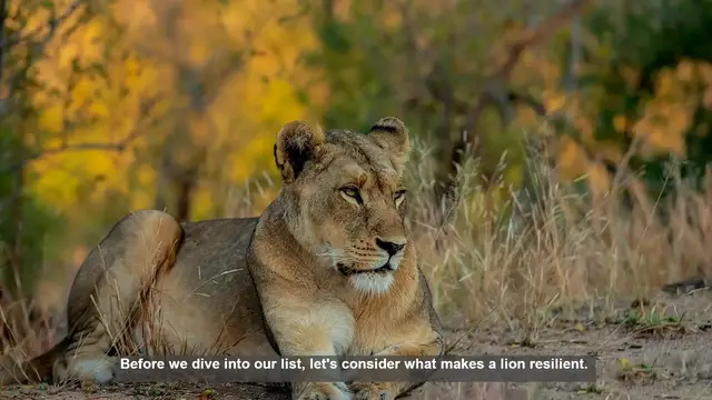 Video thumbnail for 10 Most Resilient Lions in the Wild: Survival Stories