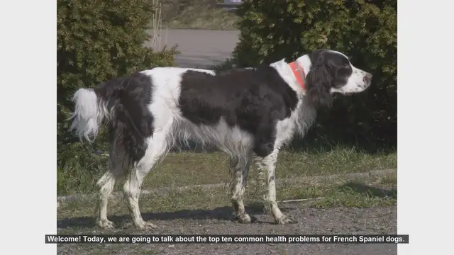 Video thumbnail for Top 10 Common Health Problems in French Spaniel Dogs