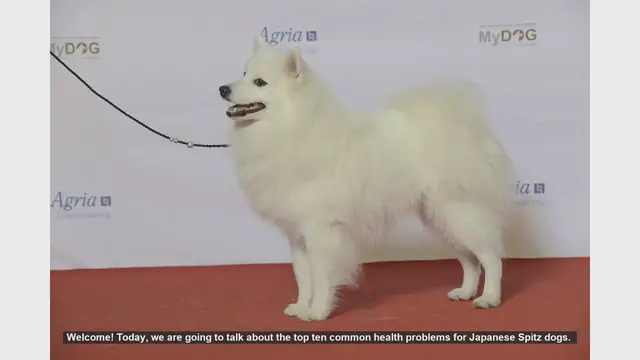 Video thumbnail for Top 10 Common Health Problems in Japanese Spitz Dogs