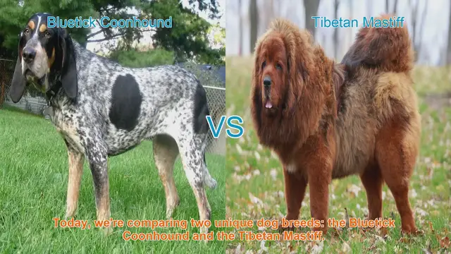 Video thumbnail for Bluetick Coonhound vs. Tibetan Mastiff: A Comparison of Two Unique Dog Breeds