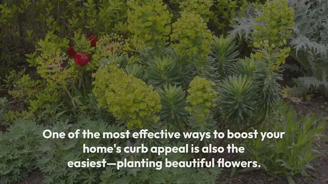 Video thumbnail for 14 Flowers That Will Make Your Home the Prettiest on the Block