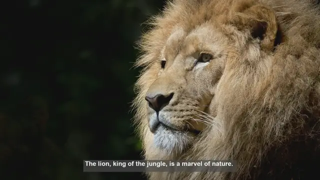 Video thumbnail for 10 Key Features of a Lion's Skull and Jaw