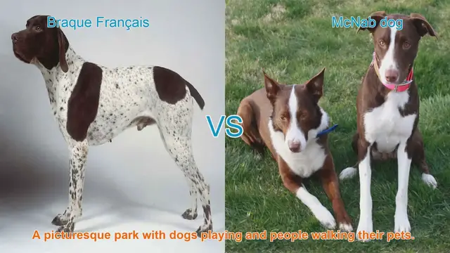Video thumbnail for Braque Français vs. McNab Dog: A Comprehensive Breed Comparison