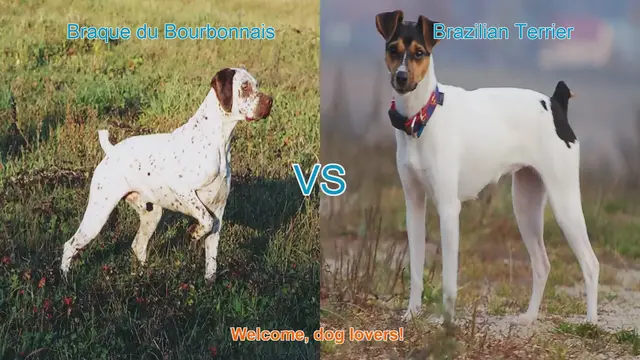 Video thumbnail for Braque du Bourbonnais vs. Brazilian Terrier: A Comprehensive Comparison