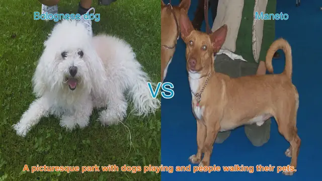 Video thumbnail for Bolognese vs. Maneto: A Comprehensive Breed Comparison