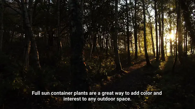 Video thumbnail for Full Sun Container Plants