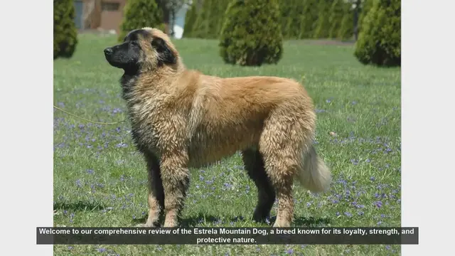 Video thumbnail for Estrela Mountain Dog: The Ultimate Guardian and Family Companion