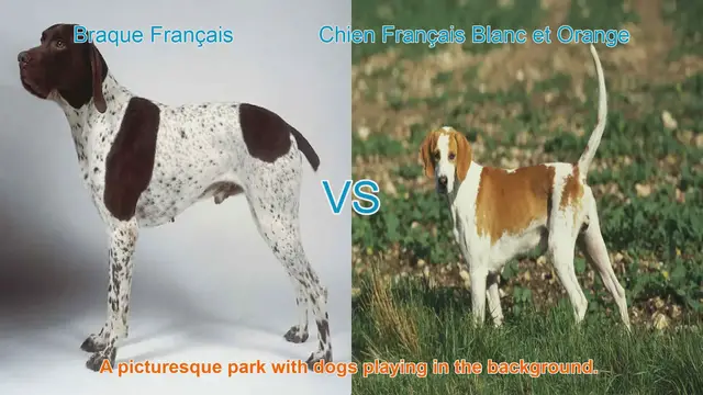 Video thumbnail for Braque Français vs. Chien Français Blanc et Orange: A Comparative Guide